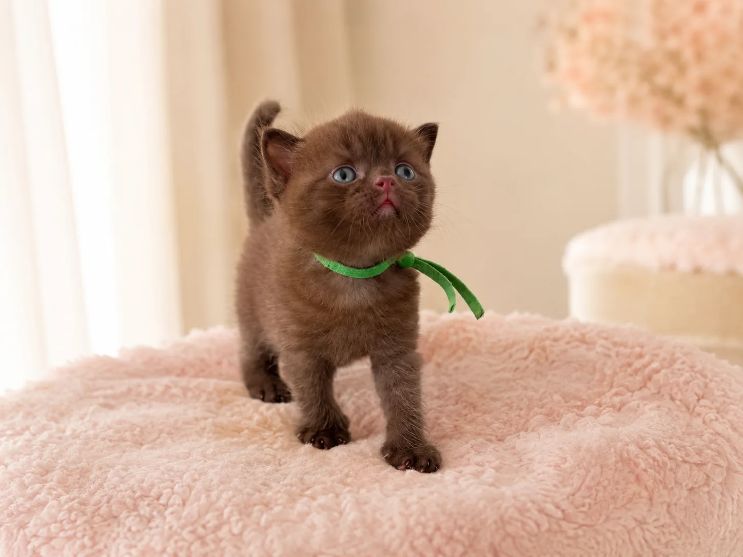 Teddy, Chocolate British Shorthair kitten portrait